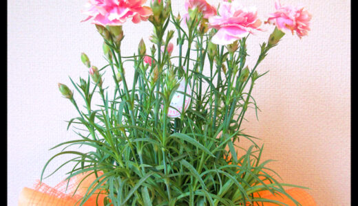 花に水やるラブソング。