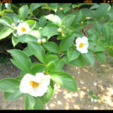 沙羅双樹の花の色。