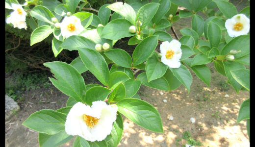 沙羅双樹の花の色。