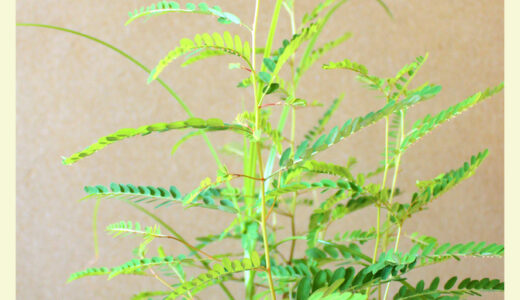 雑草は胸を張る。