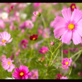 さよならコスモス。