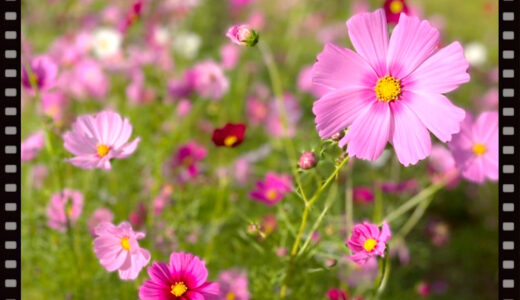 さよならコスモス。