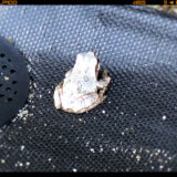 白い蛙のメッセージ。