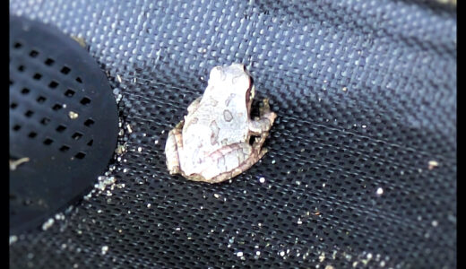 白い蛙のメッセージ。