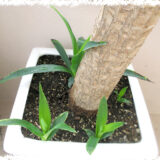 ミラクルは連鎖する。