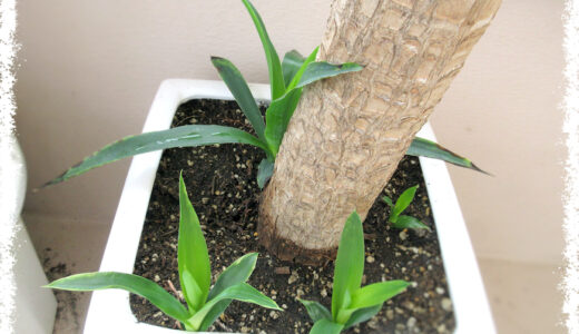 ミラクルは連鎖する。