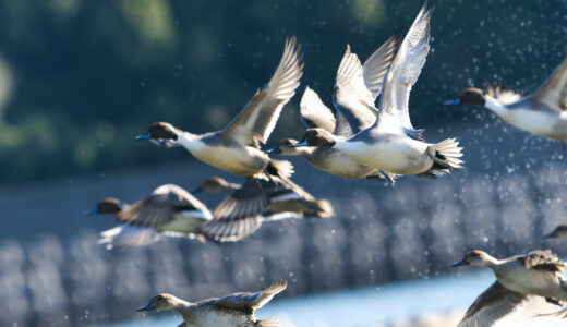【くり散歩】2025・歳末。