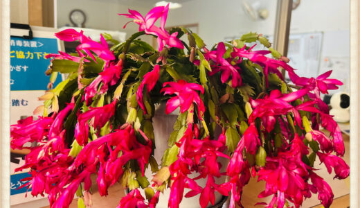 咲いた！咲いた！