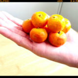 オレンジ・シークヮーサー。