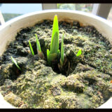 スイセンの教訓。