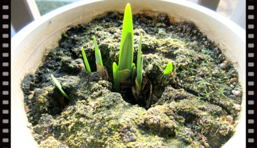 スイセンの教訓。