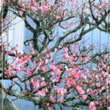 プラム・ブロッサム。