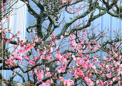 プラム・ブロッサム。