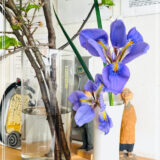 花言葉は「良い便り」。