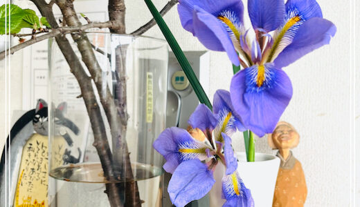 花言葉は「良い便り」。