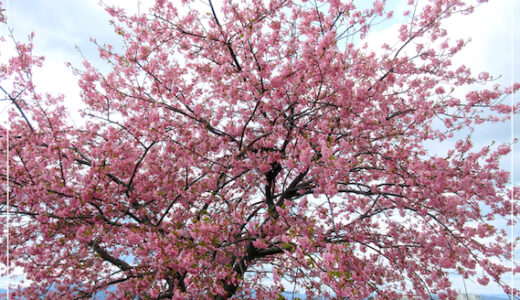 笠松町の河津桜。